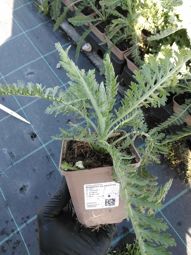 Siankärsämö Alabaster - 19. 8. 2025