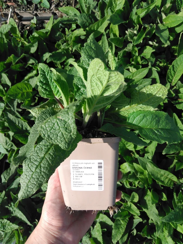 Verbascum nigrum - 2024