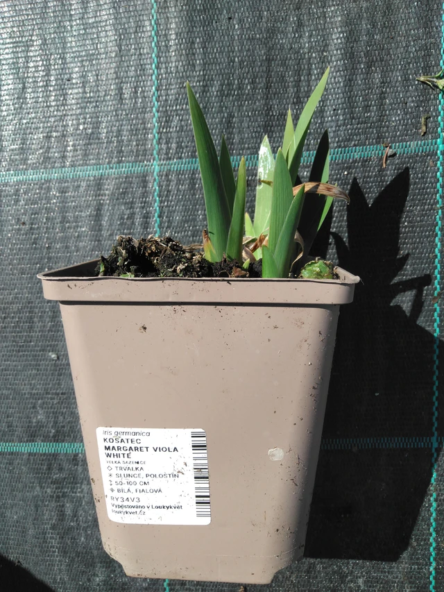 Tarhakurjenmiekka Margaret Viola White - 3. 4. 2025