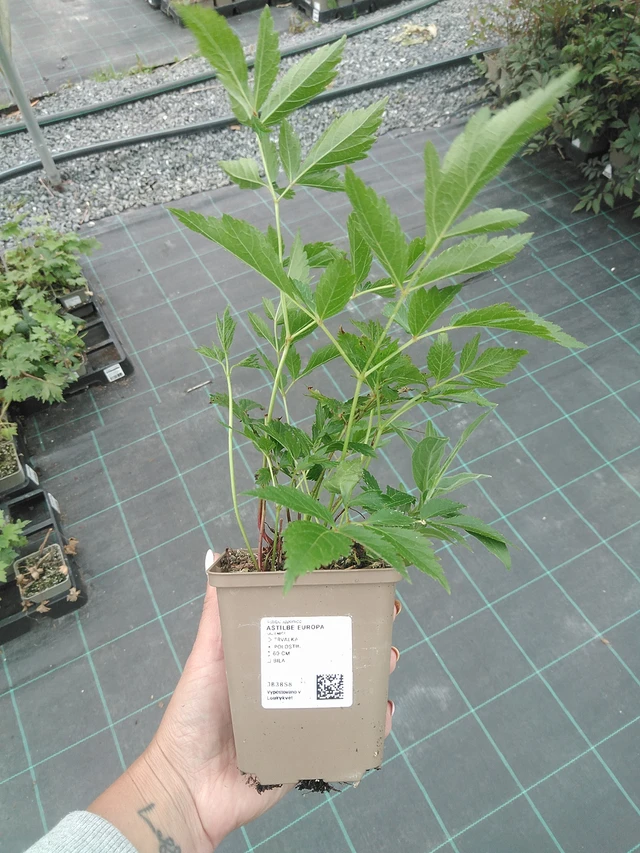 Astilbe Europa - 3. 6. 2026