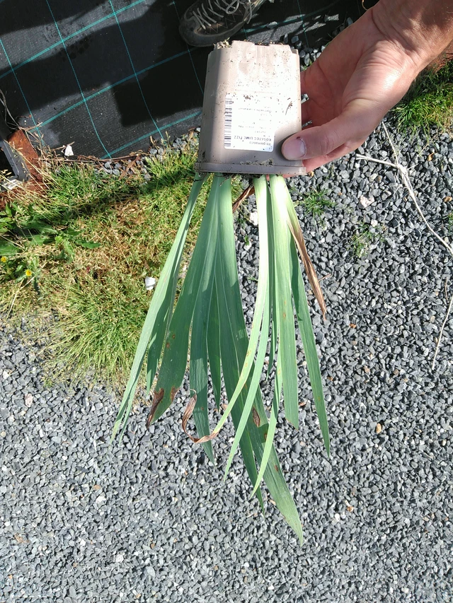 Kurjenmiekka Lime Fizz - 24. 6. 2025