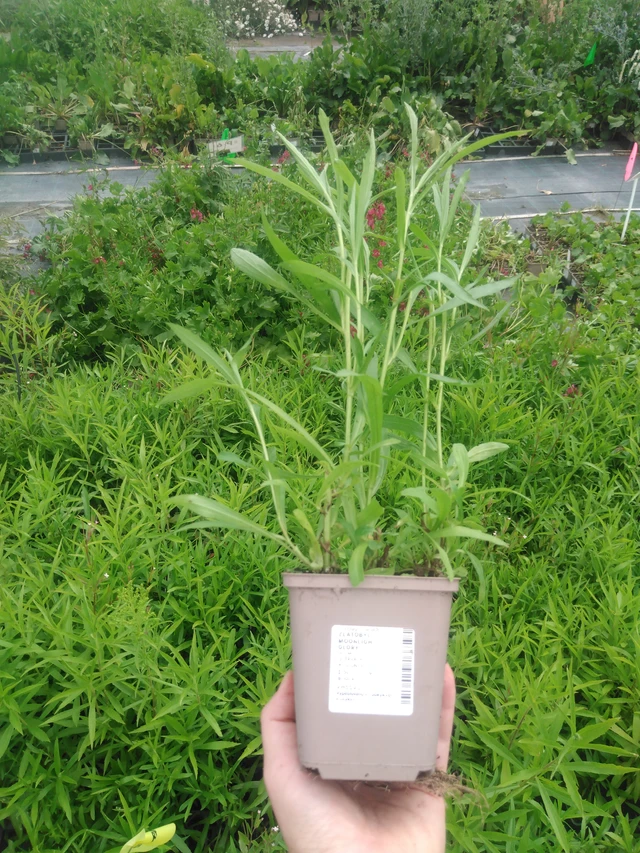 Piisku Moonlight Glory - 2024