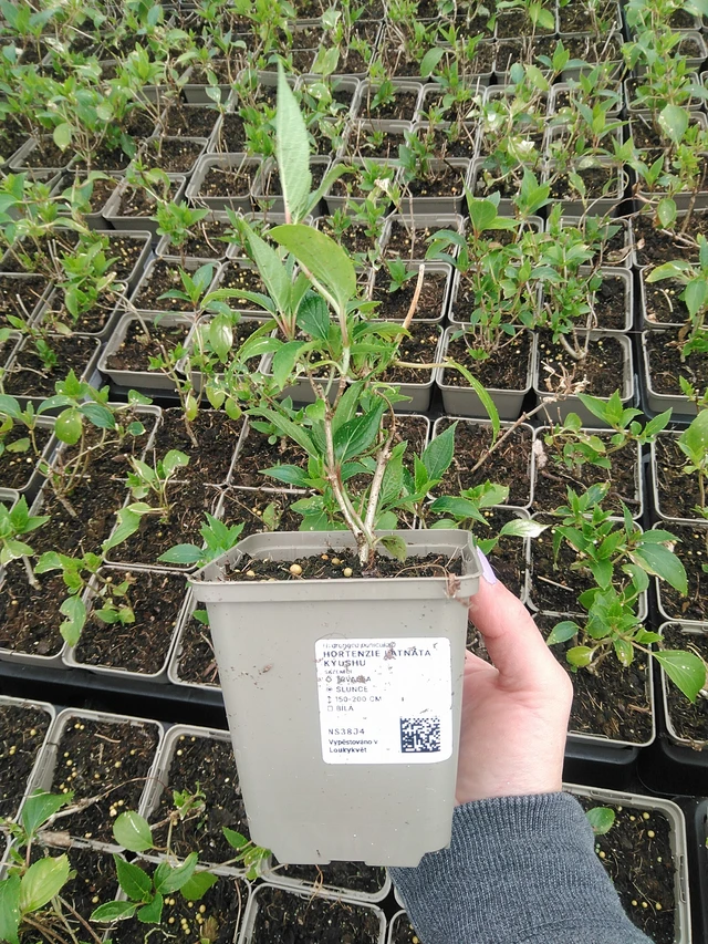 Syyshortensia Kyushu - 9. 6. 2025