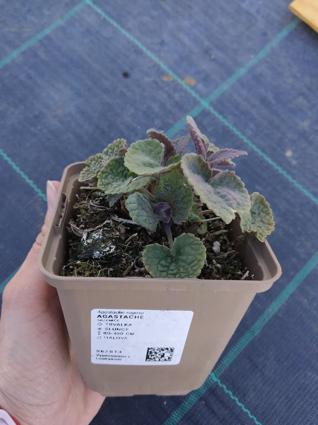 Agastache - 27. 3. 2026