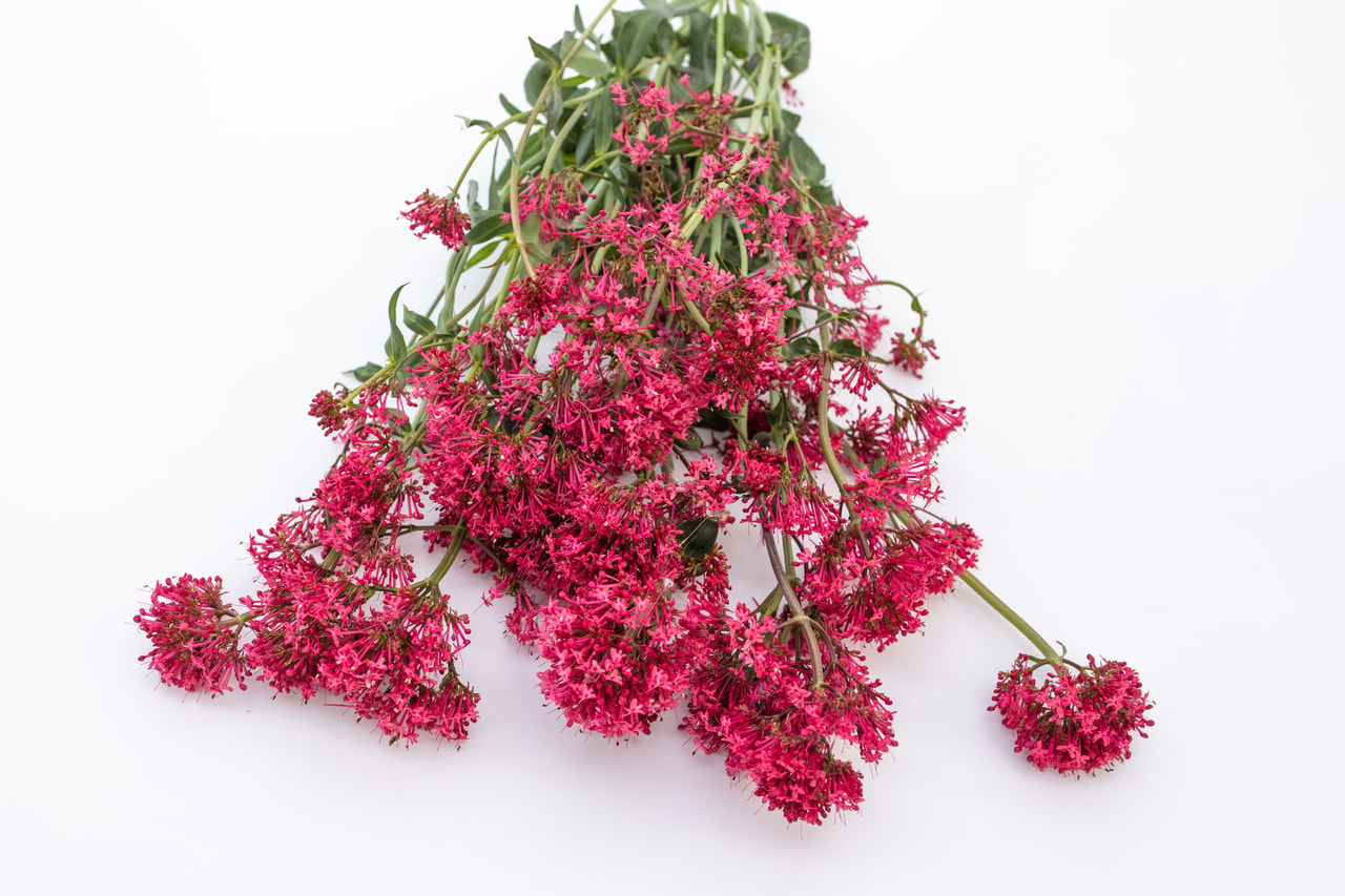 Komeapunikki Pretty Betsy Red, Loukykvět