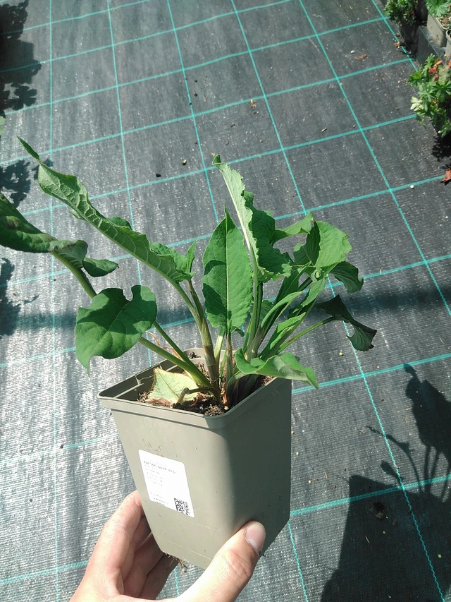 Tatar Dark Red - 24. 6. 2025