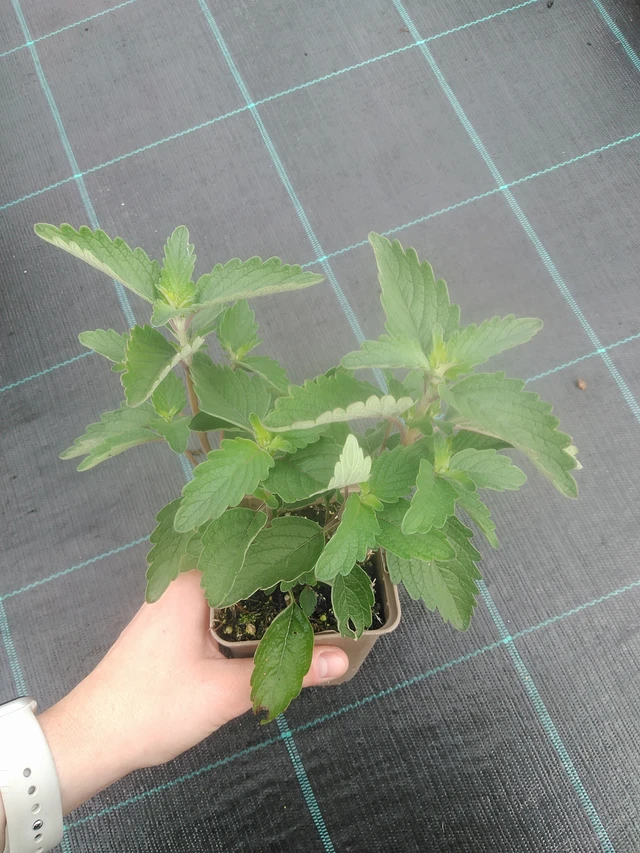 Cariópteris Pagoda Lagoon - 17. 7. 2025