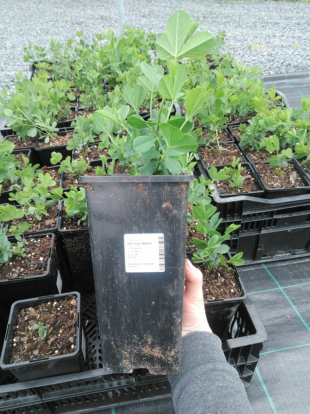 Baptisia Minor - 9. 6. 2025