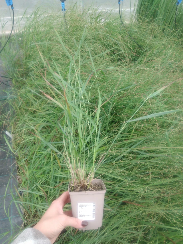 Panicum Squaw - 2024
