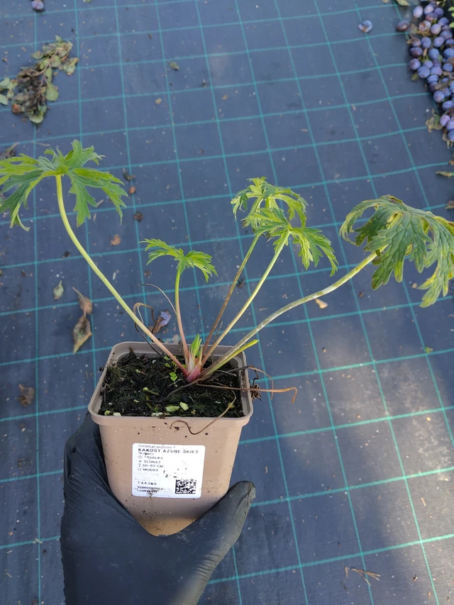 Kurjenpolvi Azure Skies - 11. 9. 2025