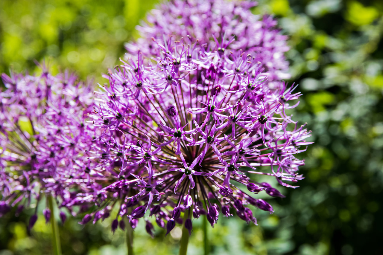 Allium giganteum, Loukykvět