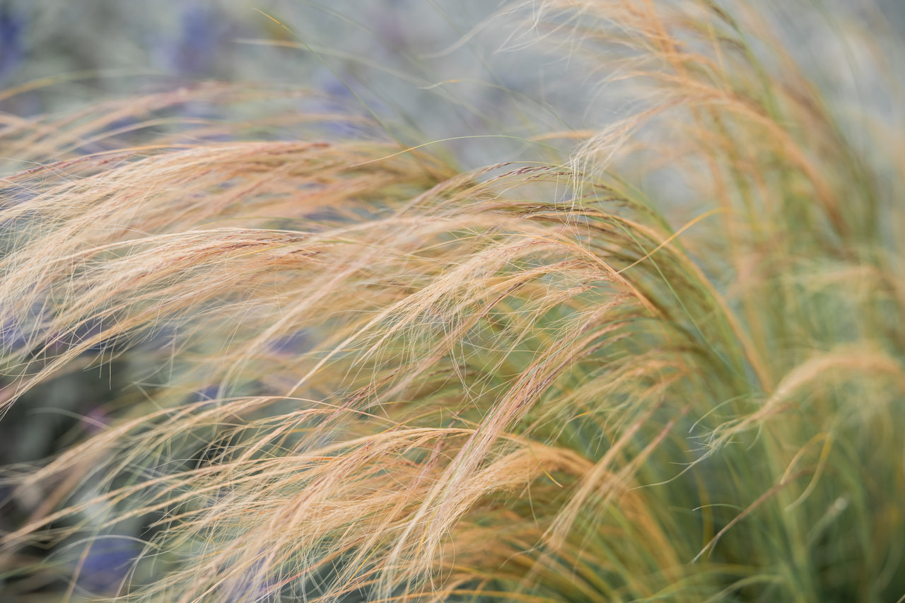 Hiushöyhenheinä, Loukykvět