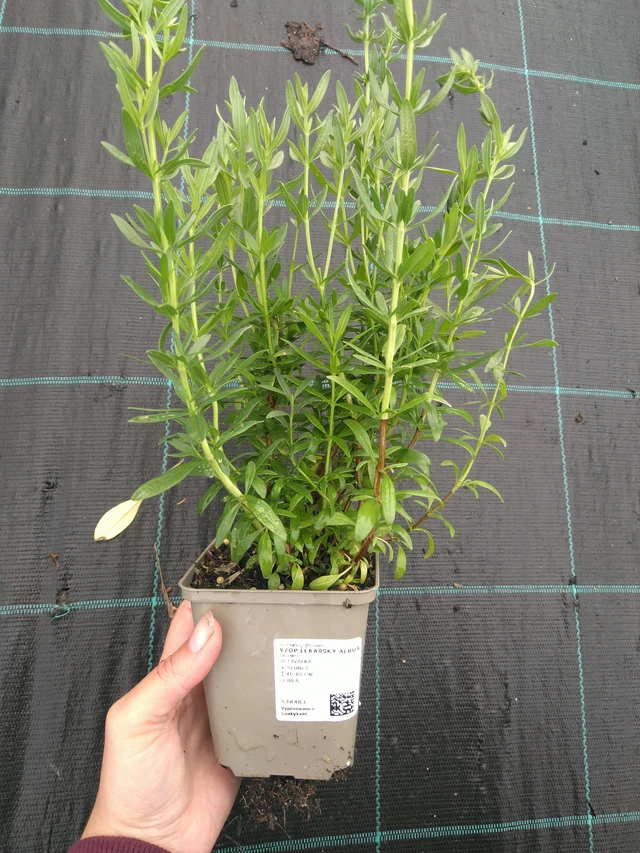 Hisopo Albus - 11. 7. 2025