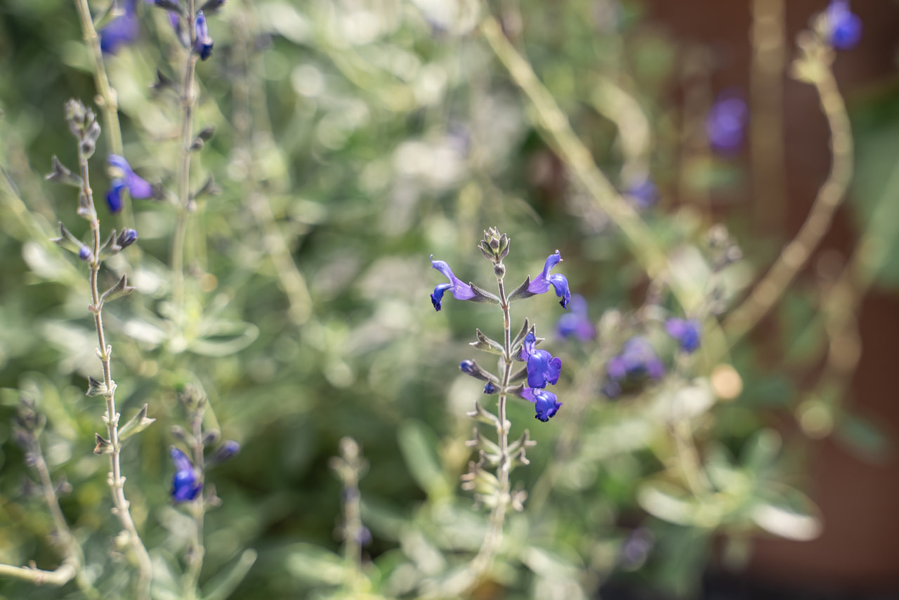 Salvia Blue Note, Loukykvět