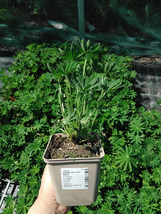 Lupino Gallery White - 13. 5. 2025