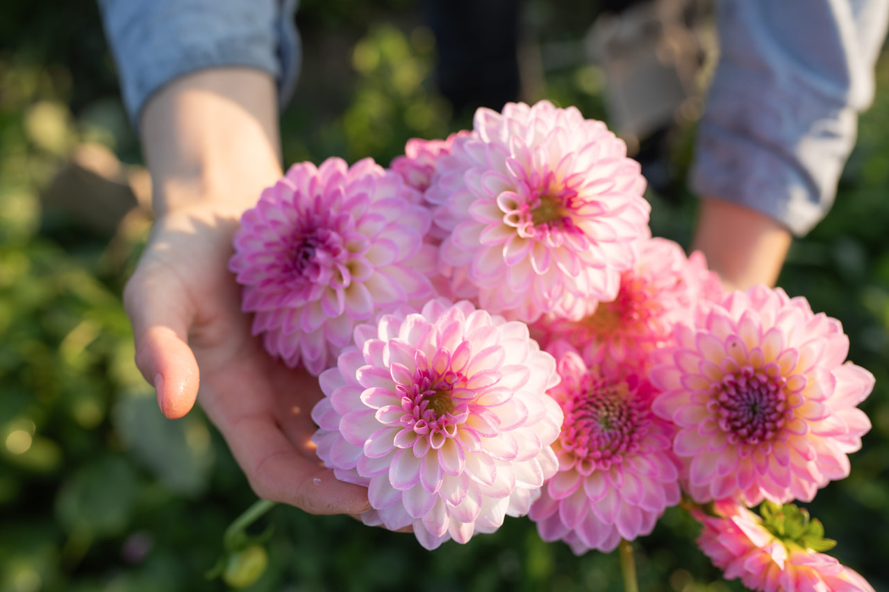 Dalia Arbatax, Loukykvět