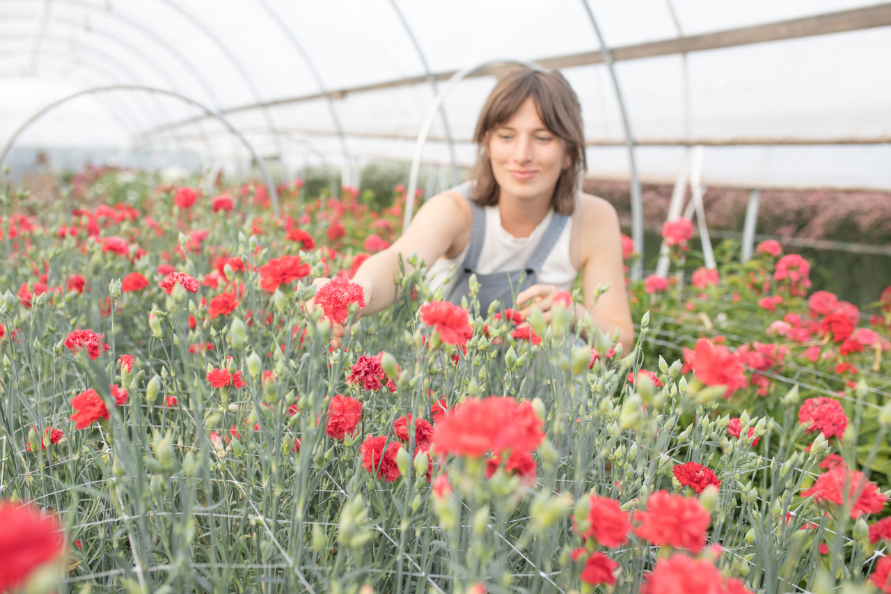 Nellike Chabaud Legion of Honour, Loukykvět