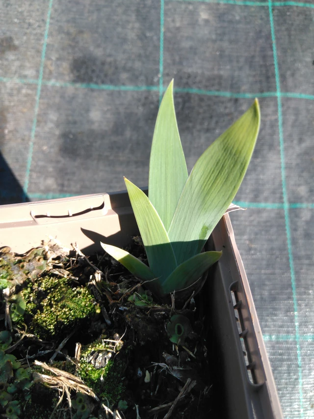 Tarhakurjenmiekka Immortality - 3. 4. 2025