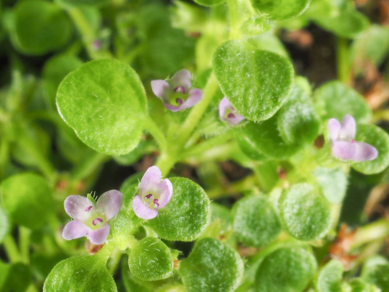 Korsikanminttu, Loukykvět