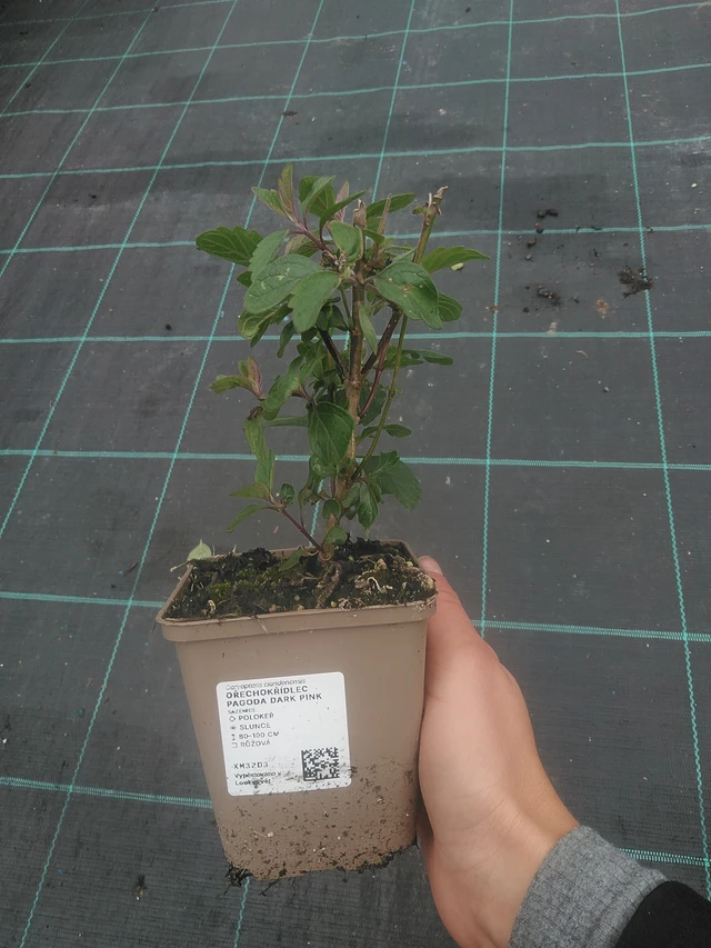 Cariópteris Pagoda Dark Pink - 10. 10. 2025