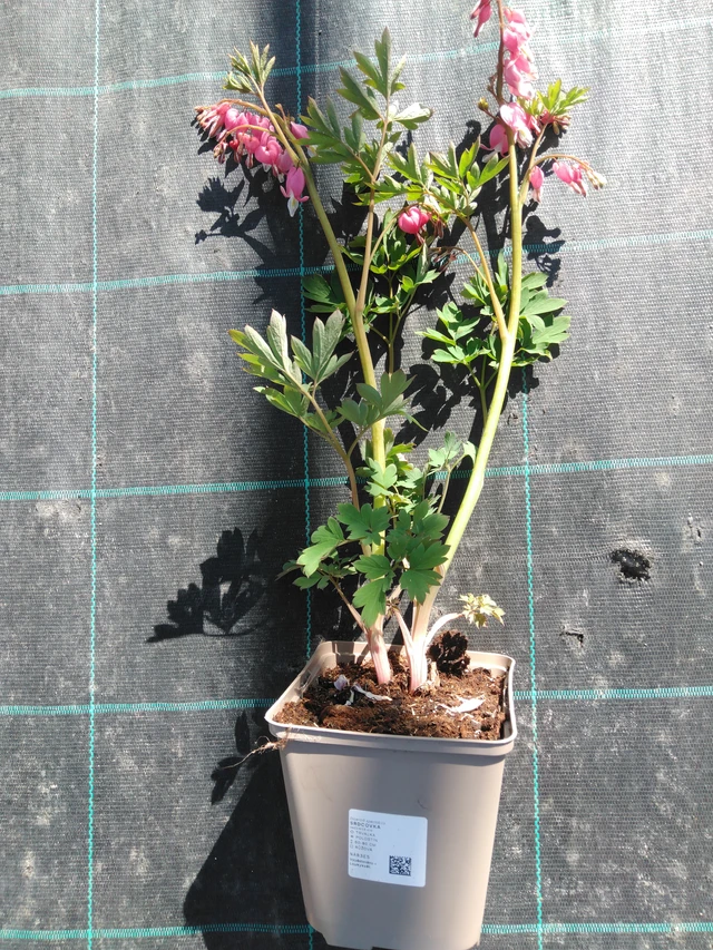 Särkynytsydän - 3. 4. 2025