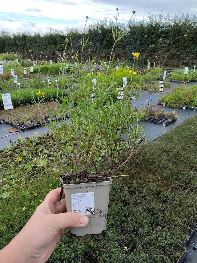 Coreopsis Moonbeam - 9. 10. 2025
