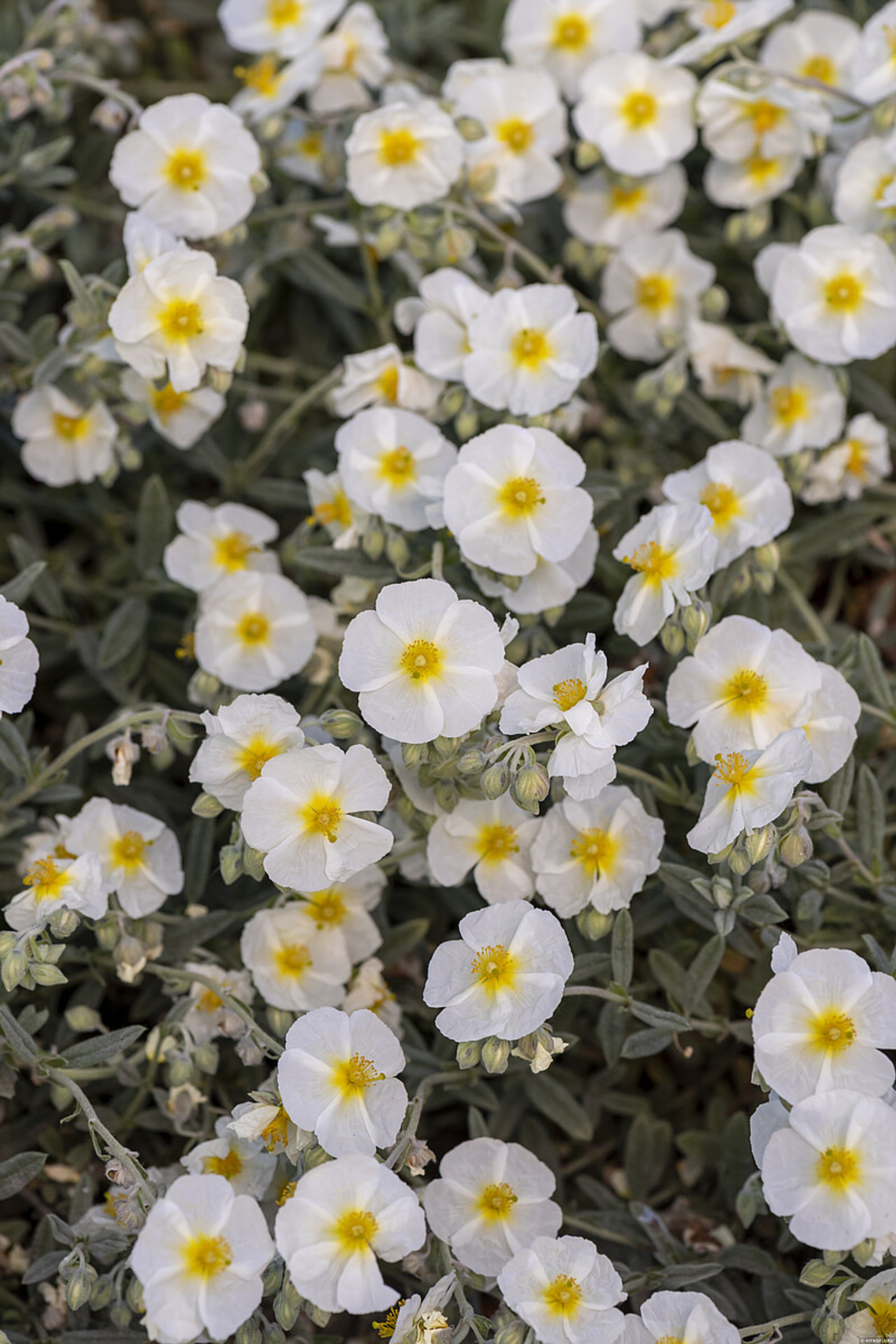 Päivännouto The Bride, Loukykvět