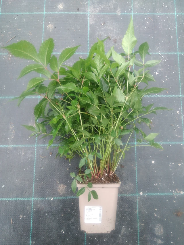 Jaloangervo Washington - 2024