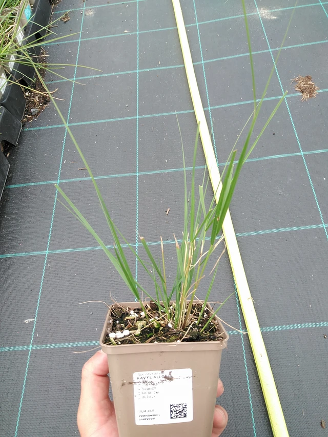 Fjergræs Allgäu - 21. 7. 2025