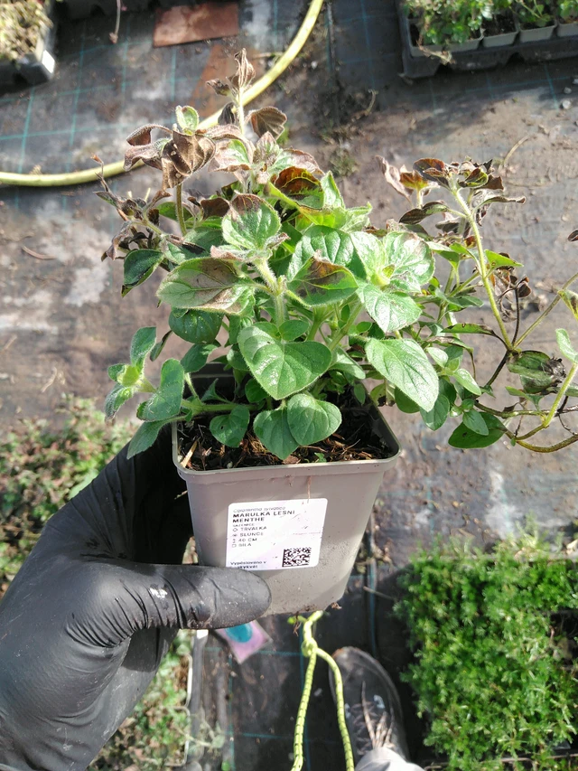 Metsäkalaminttu Menthe - 31. 10. 2025