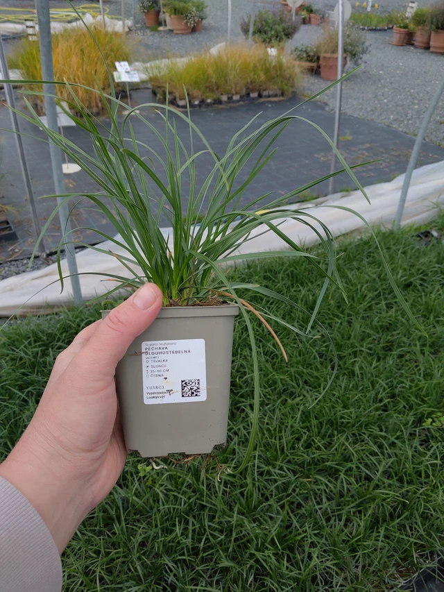 Unkarinlupaheinä - 10. 10. 2025