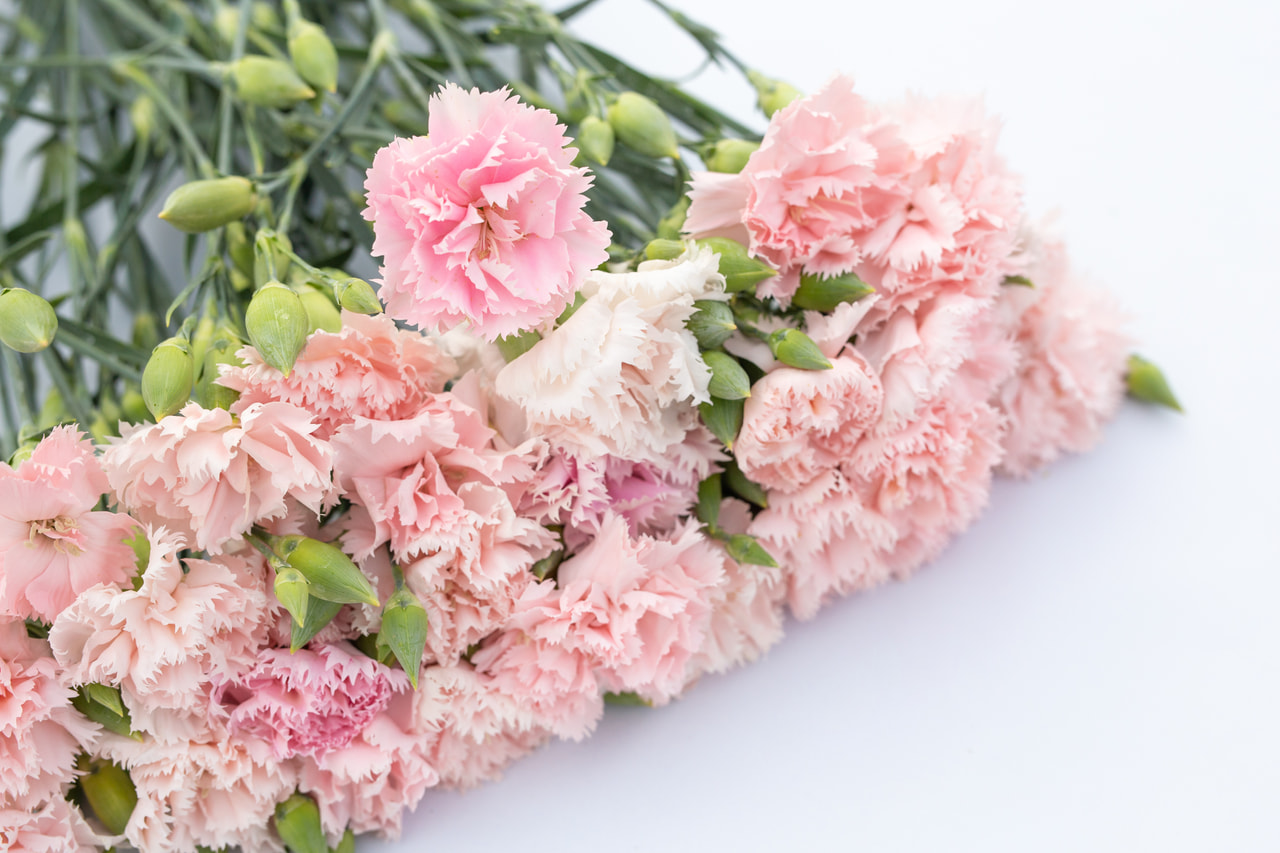 Tarhaneilikka Chabaud La France, Loukykvět