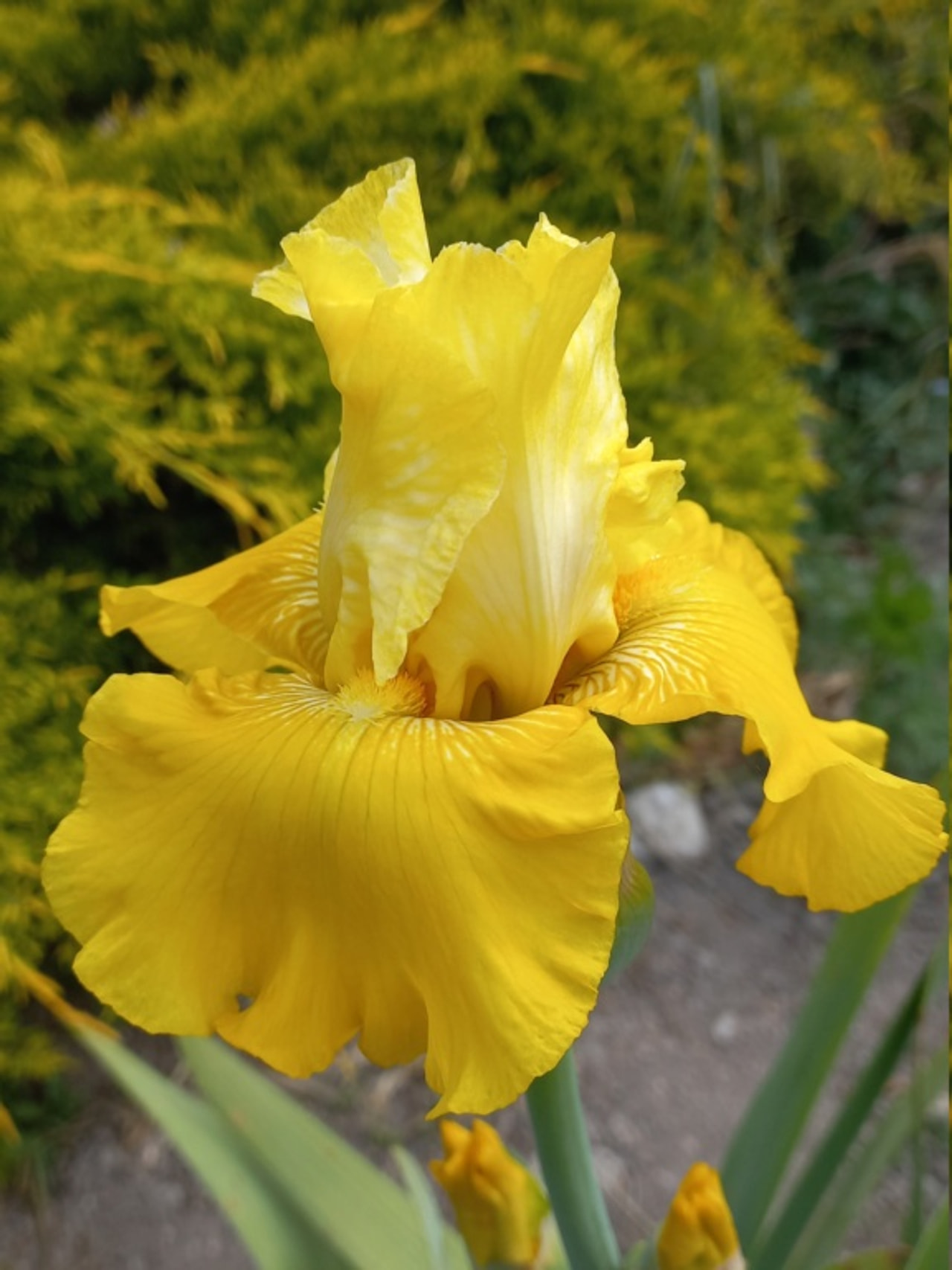 Kurjenmiekka Lune et Soleil, Loukykvět