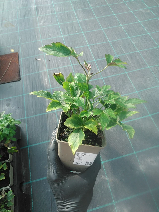 Syysvuokko Prinz Heinrich - 13. 10. 2025