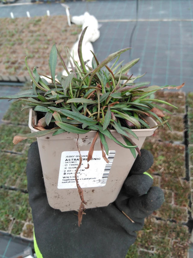 Asteri Erlkönig - 8. 4. 2025