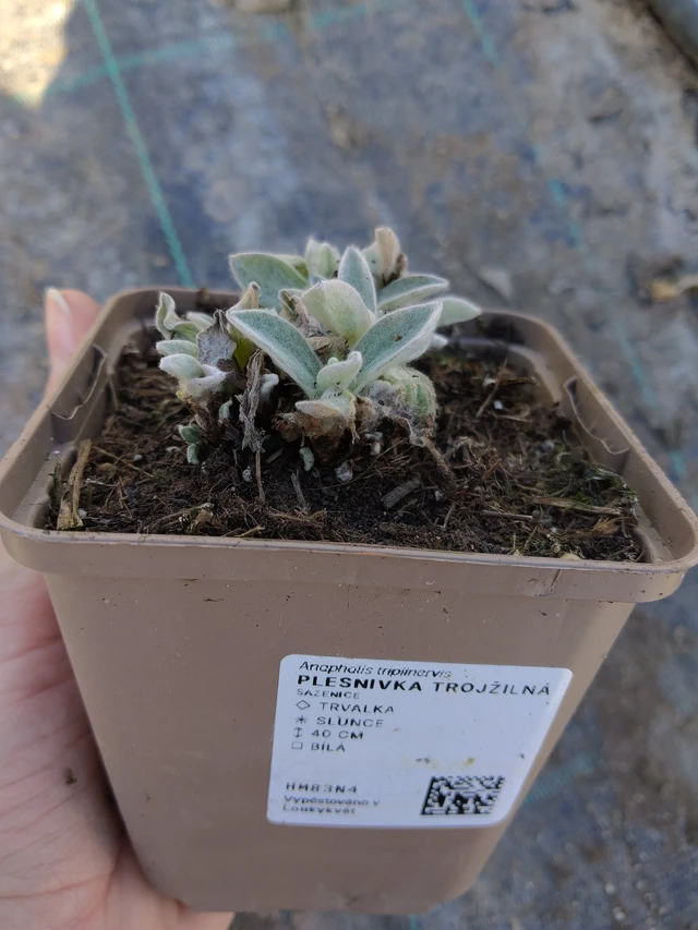 Anaphalis triplinervis - 27. 3. 2026