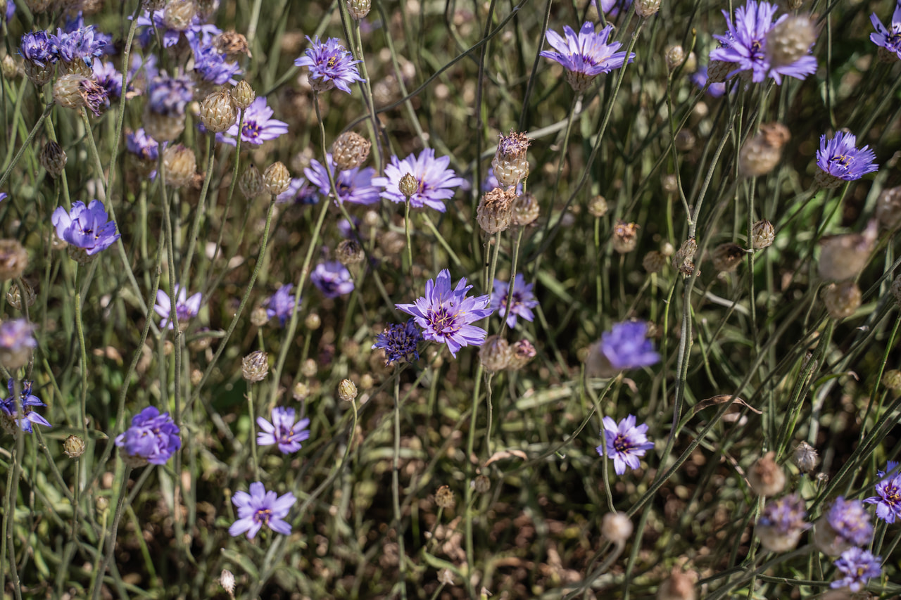 Rakkoiso, Loukykvět