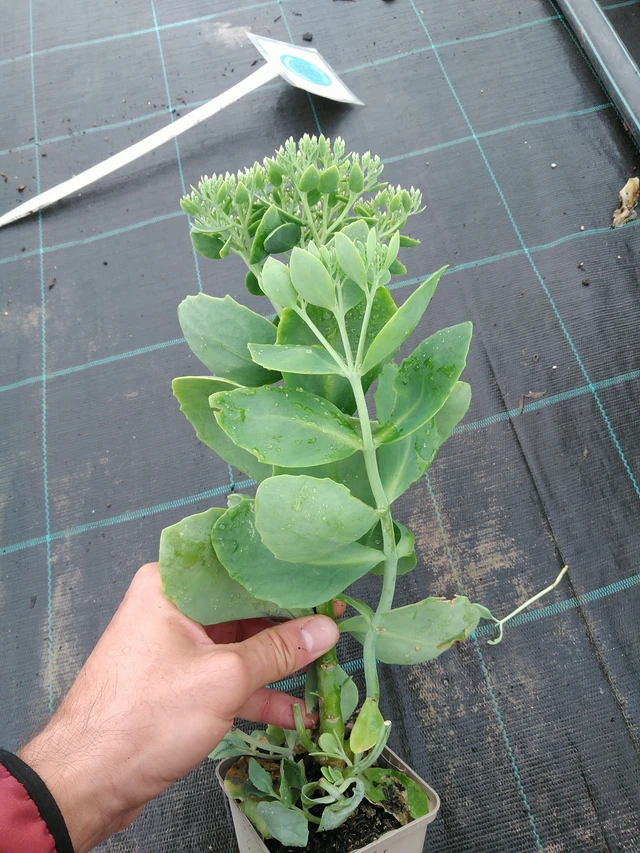 Komeamaksaruoho Star Dust - 28. 7. 2025