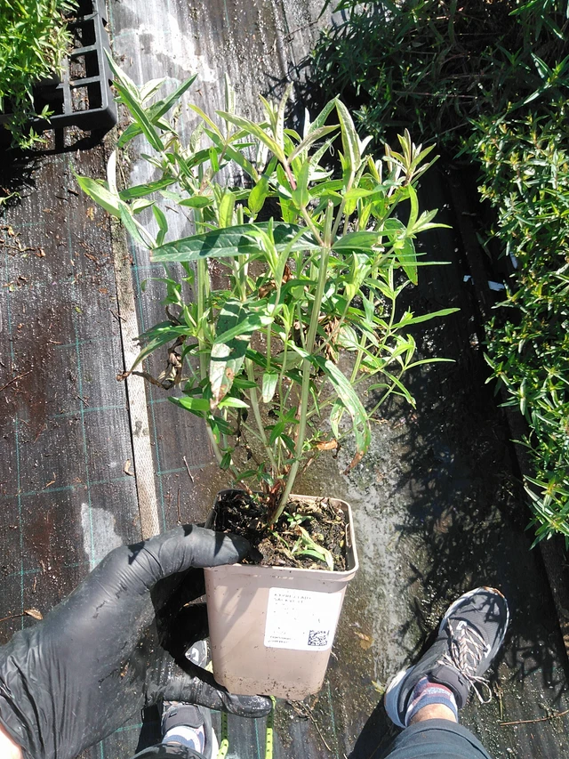 Rantakukka Lady Sackville - 19. 8. 2025