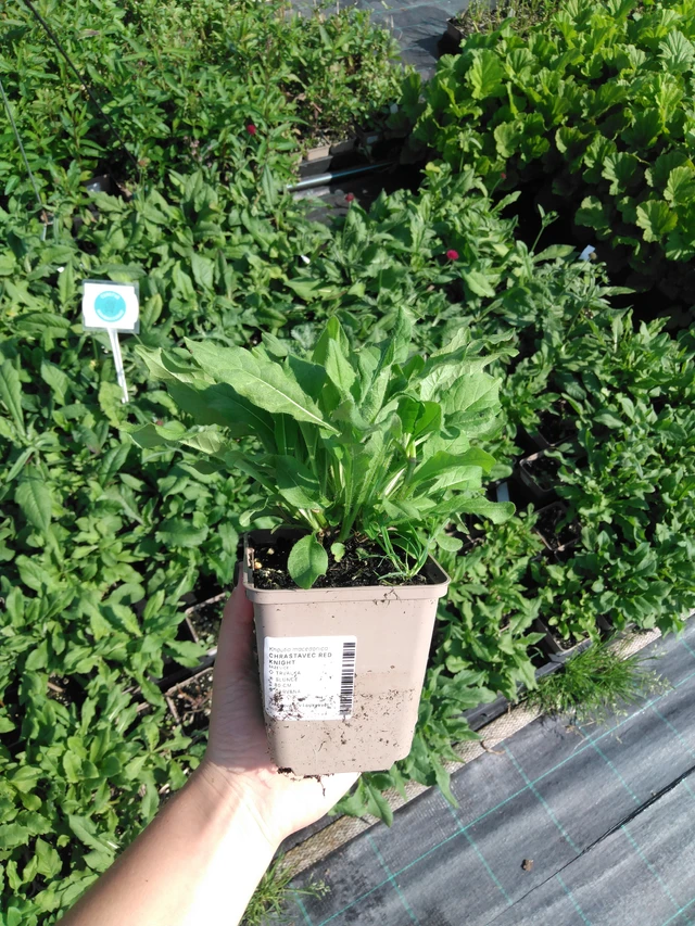 Ruusuruoho Red Knight - 2024