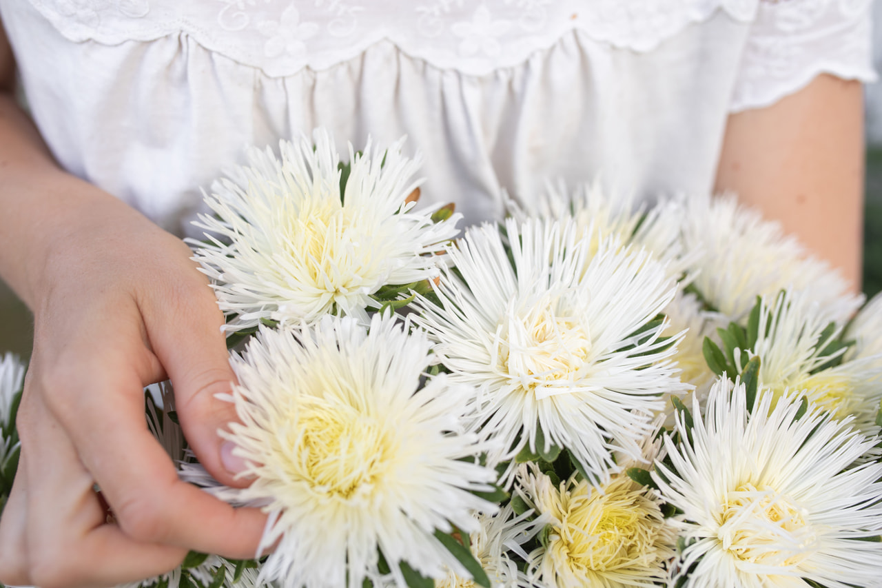 Kiinanasteri Valkyrie Isolde White, Loukykvět