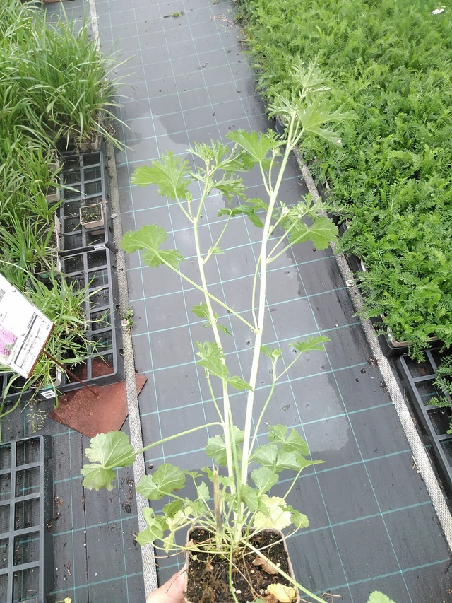 Malva moschata - 21. 7. 2025
