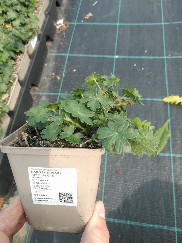 Verikurjenpolvi Apfelblüte - 24. 6. 2025