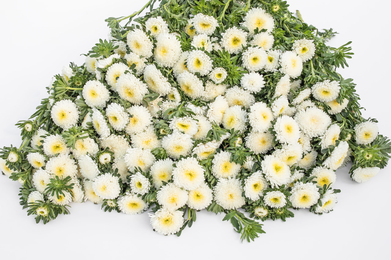 Asteri Bonita White, Loukykvět