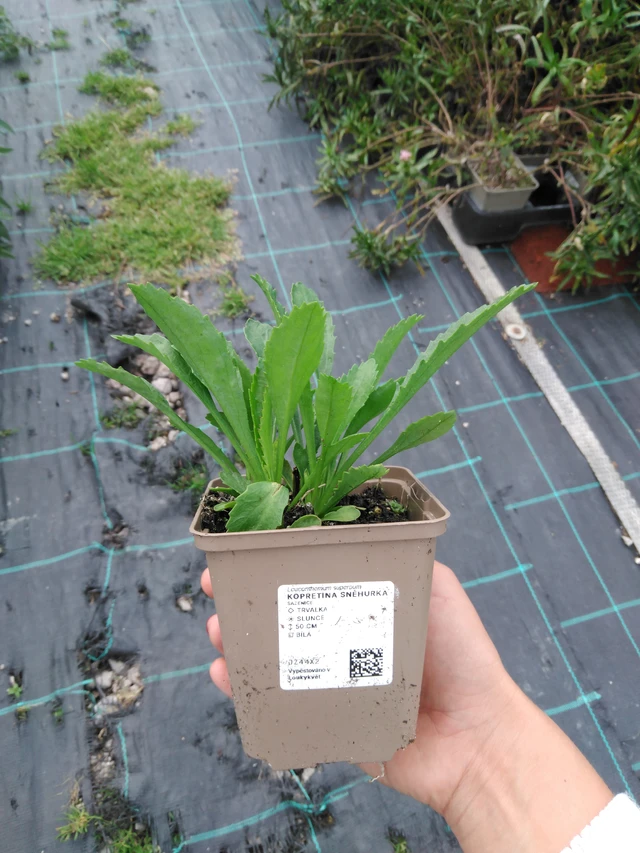 Härjasilm Sněhurka - 11. 9. 2025