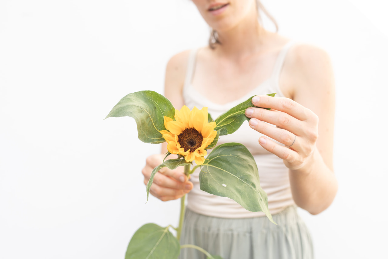 Zonnebloem Premier Up Orange, Loukykvět