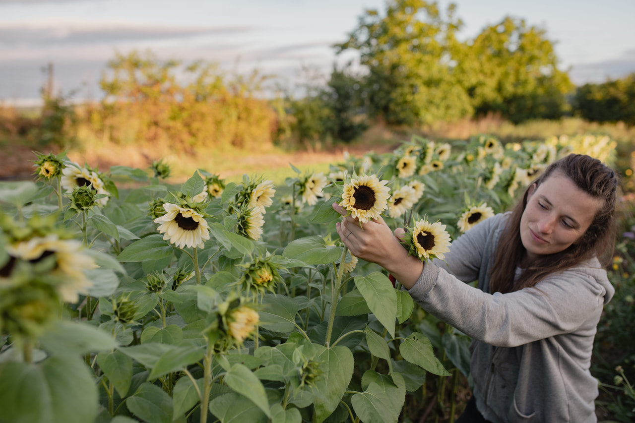 Zonnebloem ProCut White Nite, Loukykvět