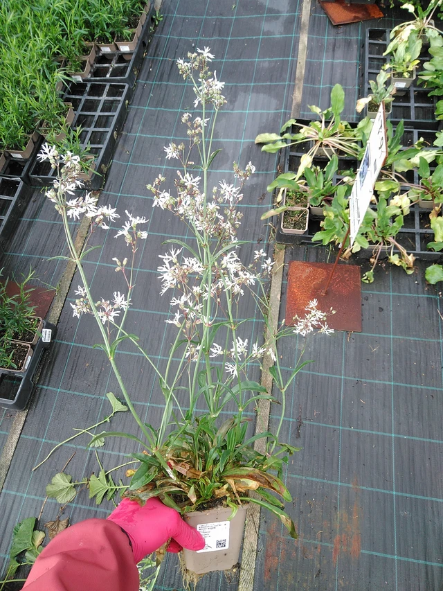 Flor de cuclillo White Robin - 29. 7. 2025