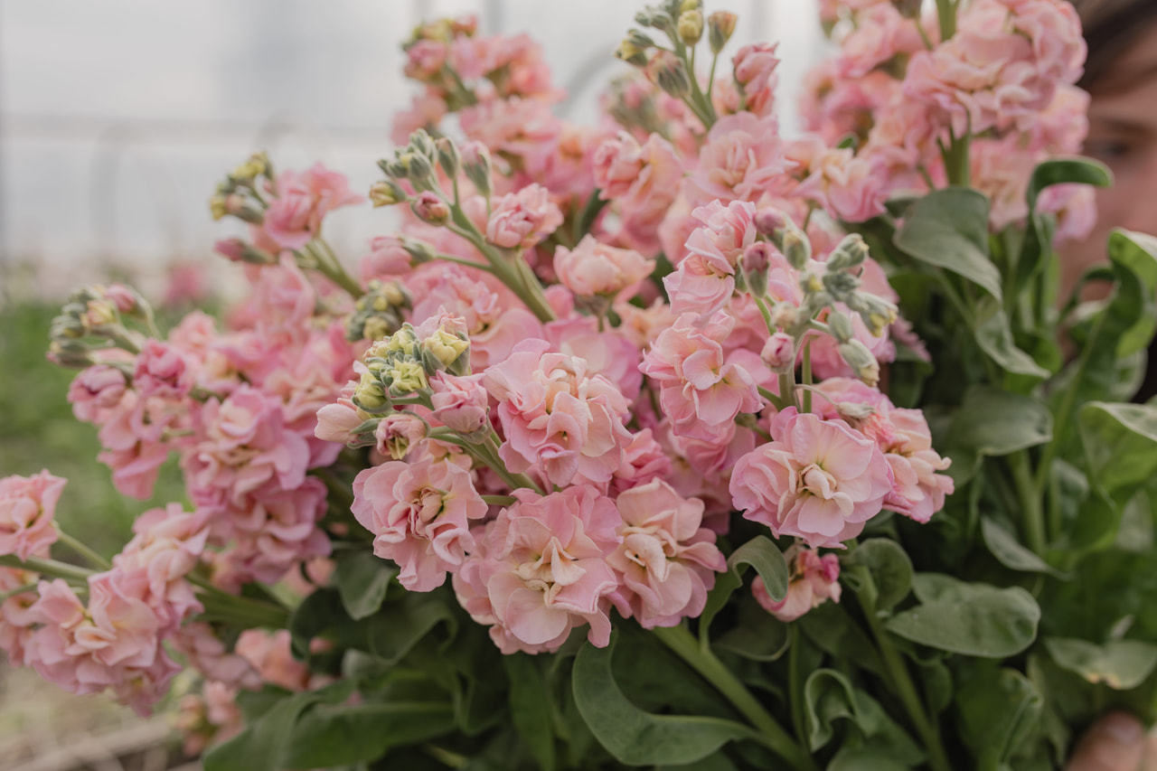 Stock StoX Champagne, Loukykvět