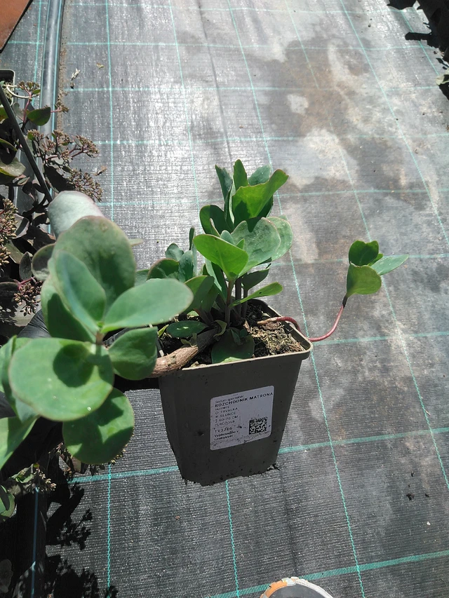 Sedum Matrona - 19. 8. 2025